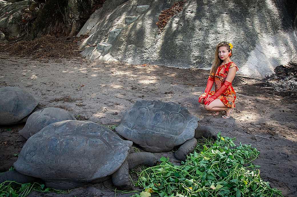 A giant tortoise on Prison Island