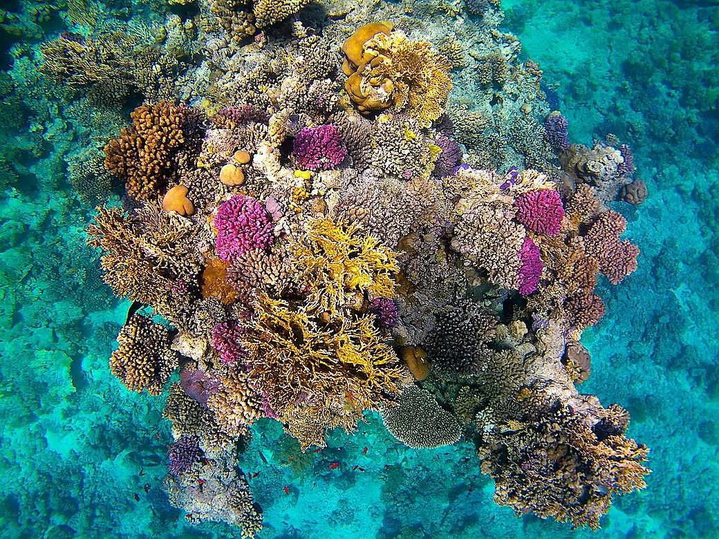Snorkeling over a turquoise coral reef